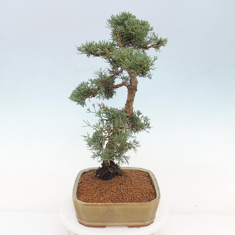 Outdoor-Bonsai - Juniperus chinensis Kishu - Chinesischer Wacholder