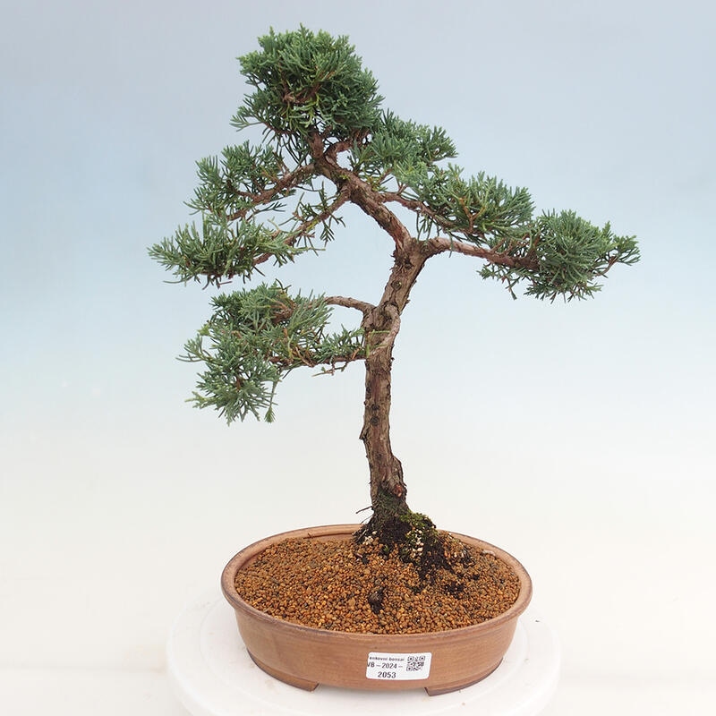 Outdoor-Bonsai - Juniperus chinensis Kishu - Chinesischer Wacholder