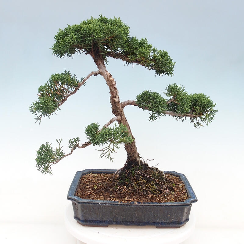 Outdoor-Bonsai - Juniperus chinensis Kishu - Chinesischer Wacholder