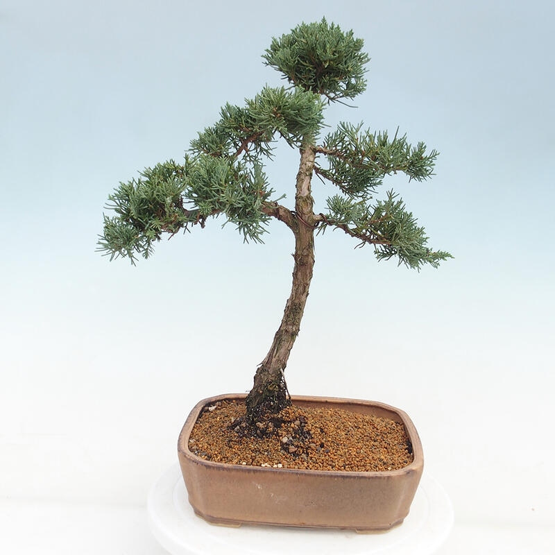 Outdoor-Bonsai - Juniperus chinensis Kishu - Chinesischer Wacholder