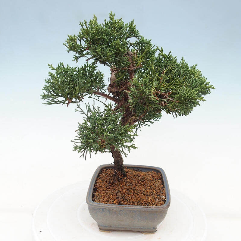 Outdoor-Bonsai - Juniperus chinensis Kishu - Chinesischer Wacholder