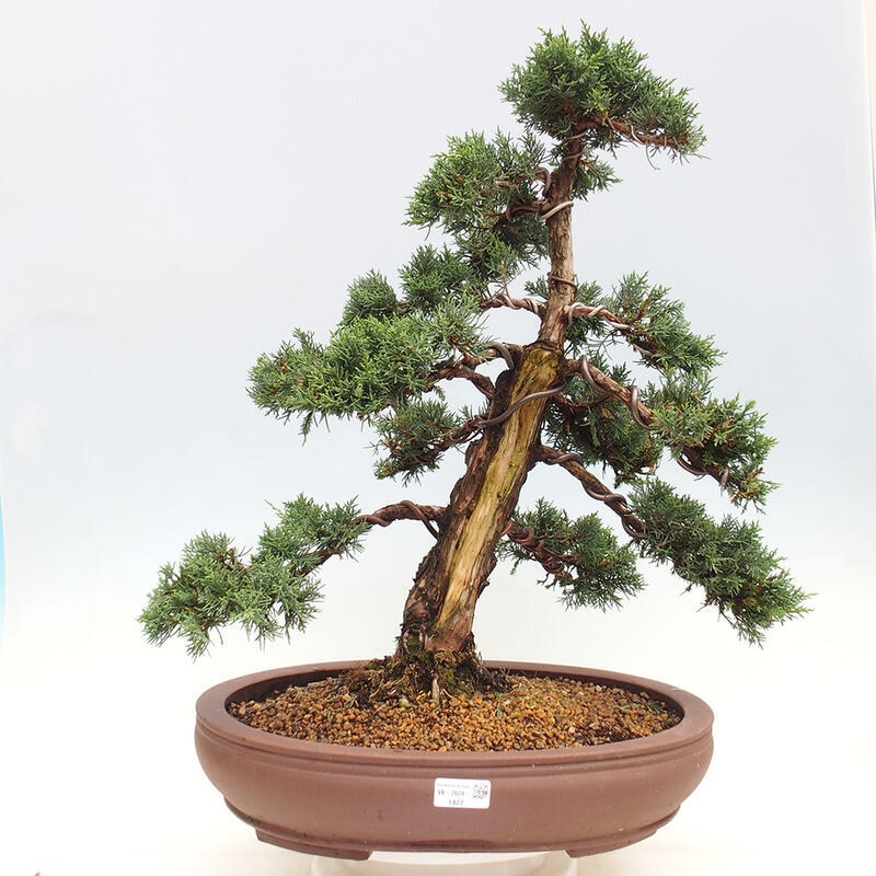 Outdoor-Bonsai - Juniperus chinensis Kishu - Chinesischer Wacholder