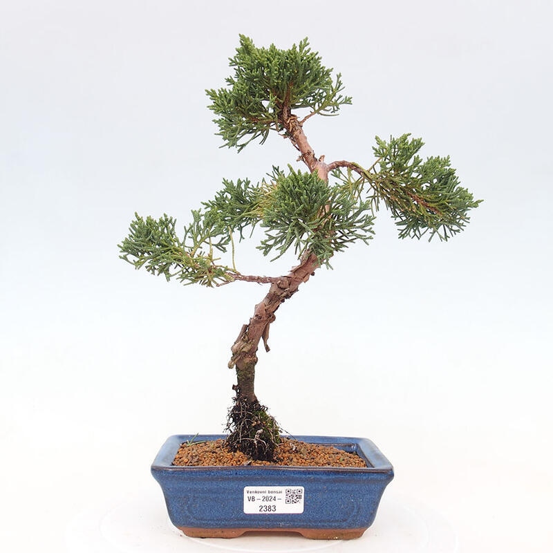 Bonsai im Freien - Juniperus chinensis Kishu - Chinesischer Wacholder