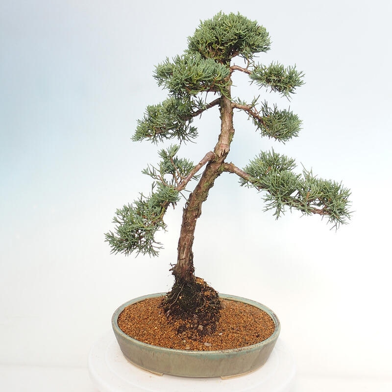 Outdoor-Bonsai - Juniperus chinensis Kishu - Chinesischer Wacholder