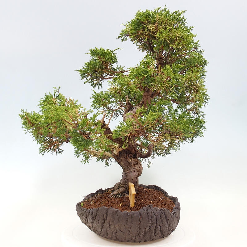 Bonsai im Freien - Juniperus chinensis Kishu - Chinesischer Wacholder