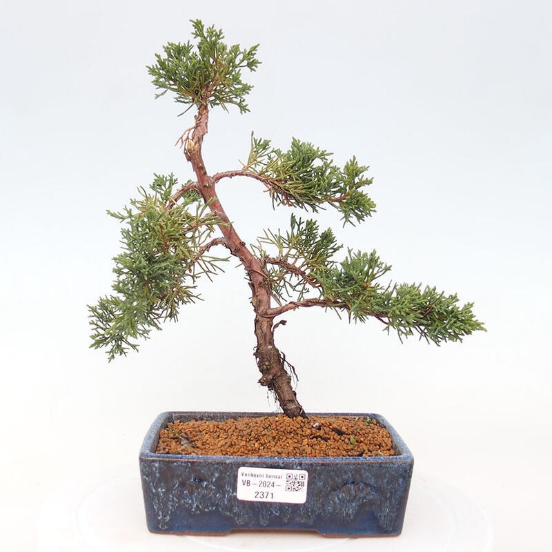 Bonsai im Freien - Juniperus chinensis Kishu - Chinesischer Wacholder