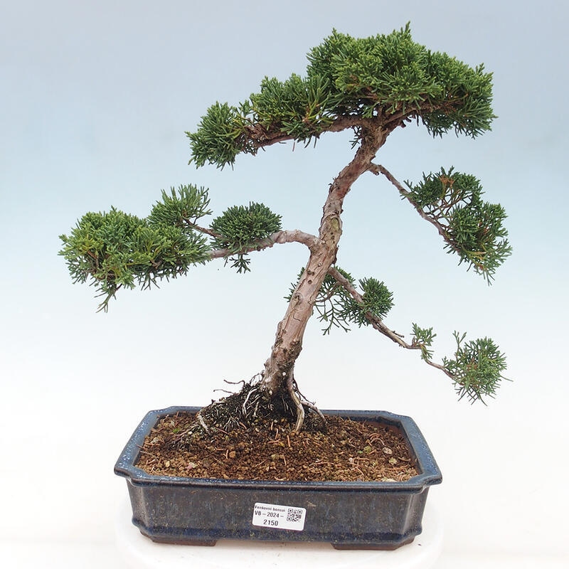 Outdoor-Bonsai - Juniperus chinensis Kishu - Chinesischer Wacholder