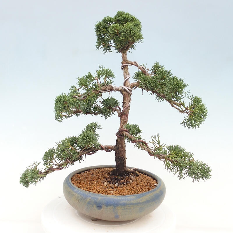 Outdoor-Bonsai - Juniperus chinensis Kishu - Chinesischer Wacholder