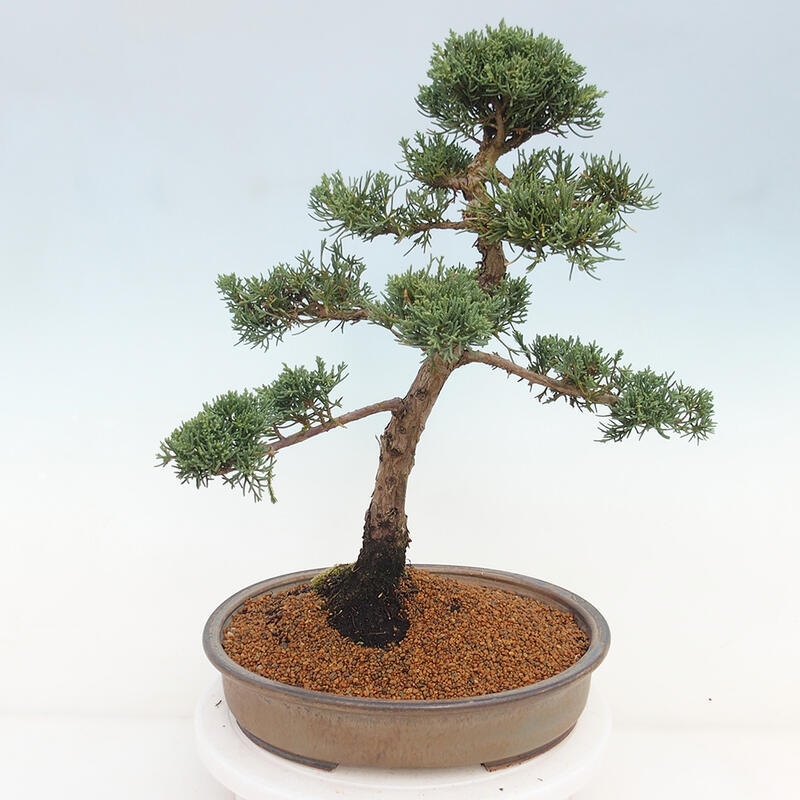 Outdoor-Bonsai - Juniperus chinensis Kishu - Chinesischer Wacholder