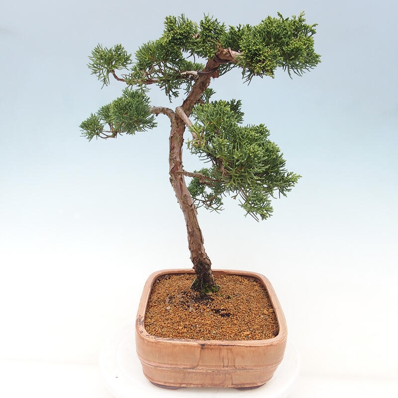 Outdoor-Bonsai - Juniperus chinensis Kishu - Chinesischer Wacholder