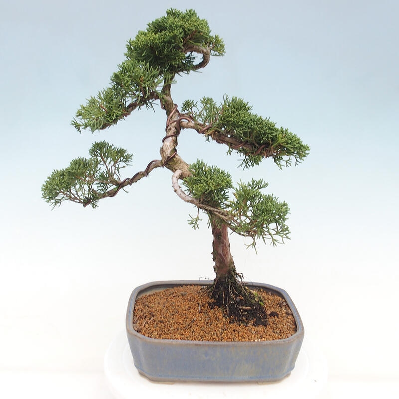 Outdoor-Bonsai - Juniperus chinensis Kishu - Chinesischer Wacholder