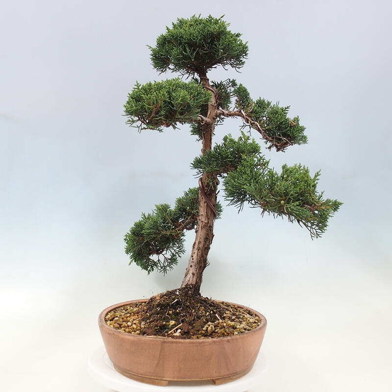 Bonsai im Freien - Juniperus chinensis Kishu - Chinesischer Wacholder