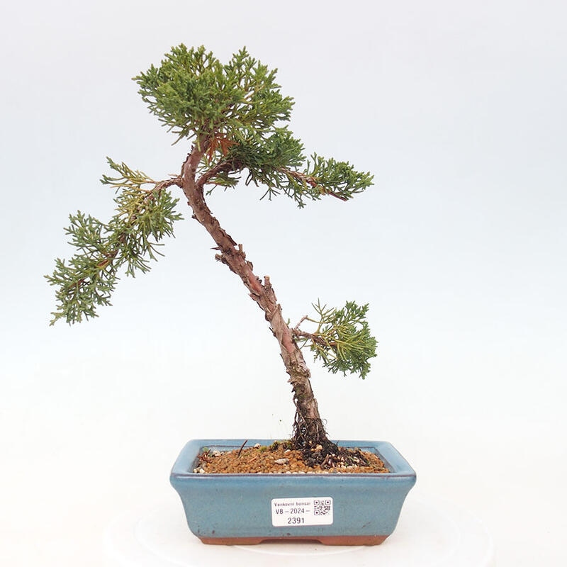 Bonsai im Freien - Juniperus chinensis Kishu - Chinesischer Wacholder