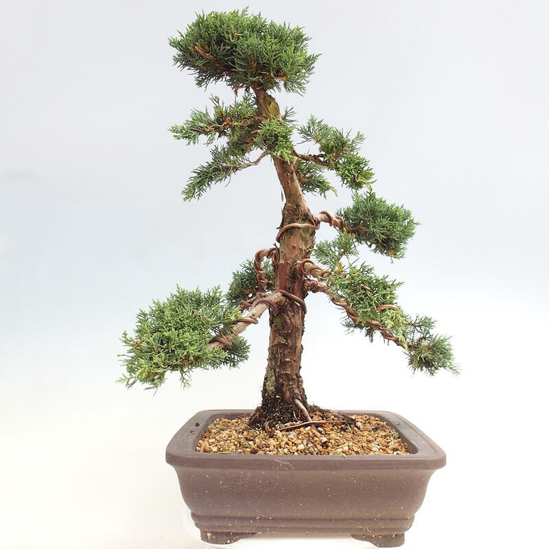 Outdoor-Bonsai - Juniperus chinensis Kishu - Chinesischer Wacholder