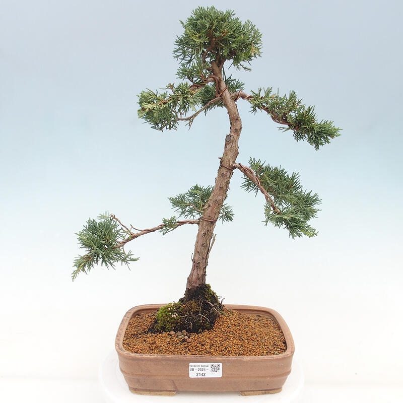 Outdoor-Bonsai - Juniperus chinensis Kishu - Chinesischer Wacholder