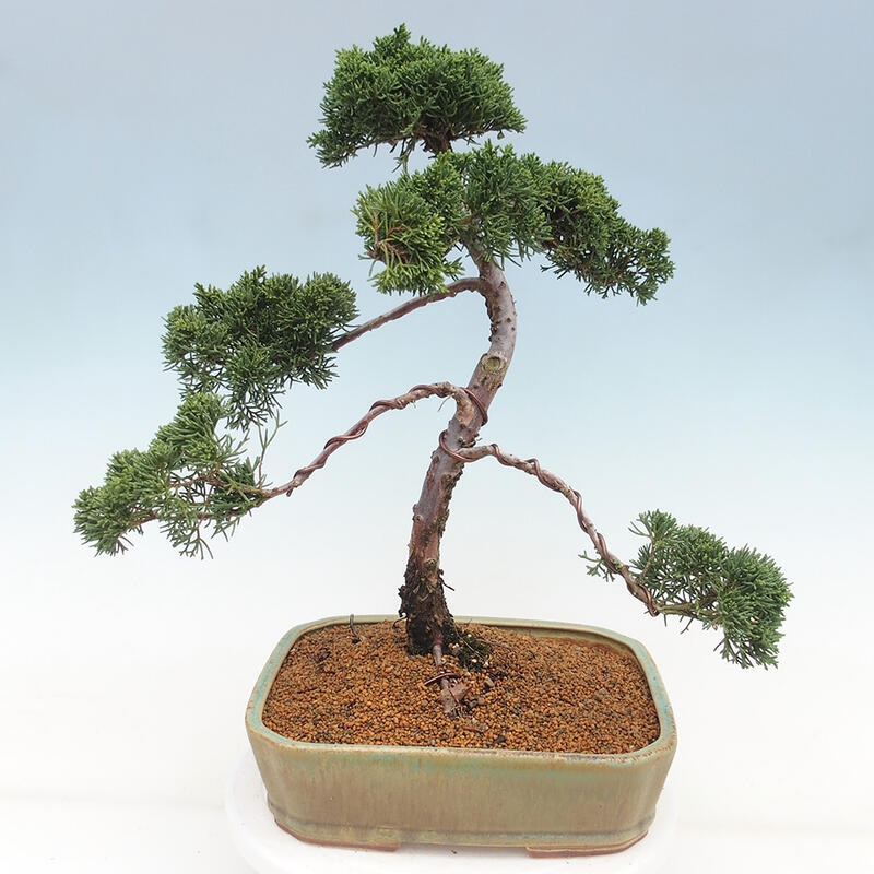 Outdoor-Bonsai - Juniperus chinensis Kishu - Chinesischer Wacholder