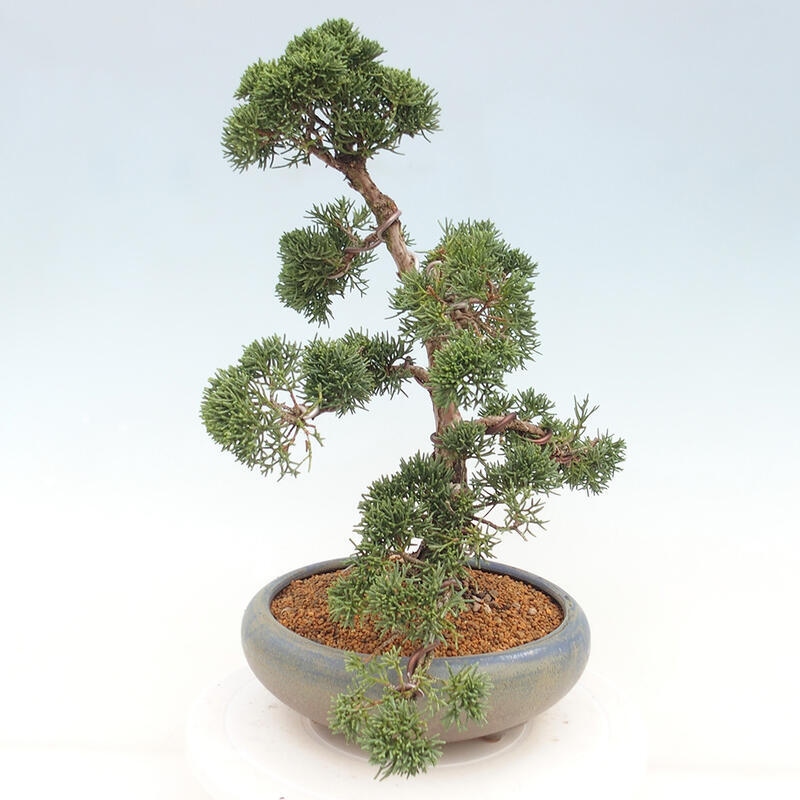 Outdoor-Bonsai - Juniperus chinensis Kishu - Chinesischer Wacholder