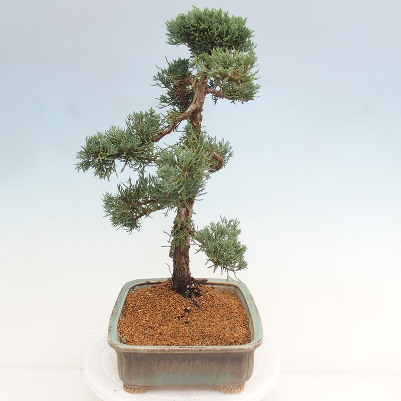 Outdoor-Bonsai - Juniperus chinensis Kishu - Chinesischer Wacholder