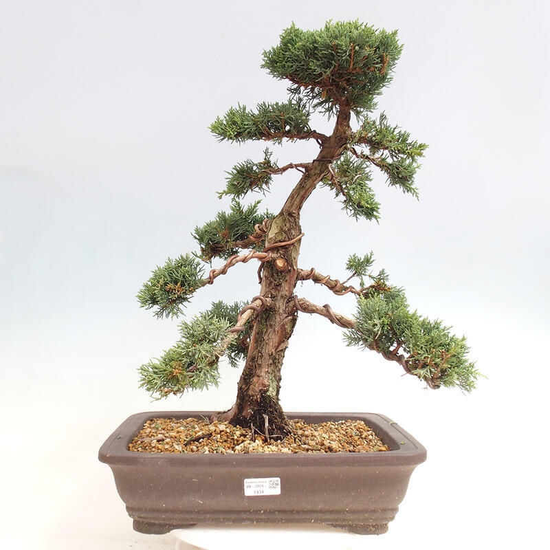 Outdoor-Bonsai - Juniperus chinensis Kishu - Chinesischer Wacholder