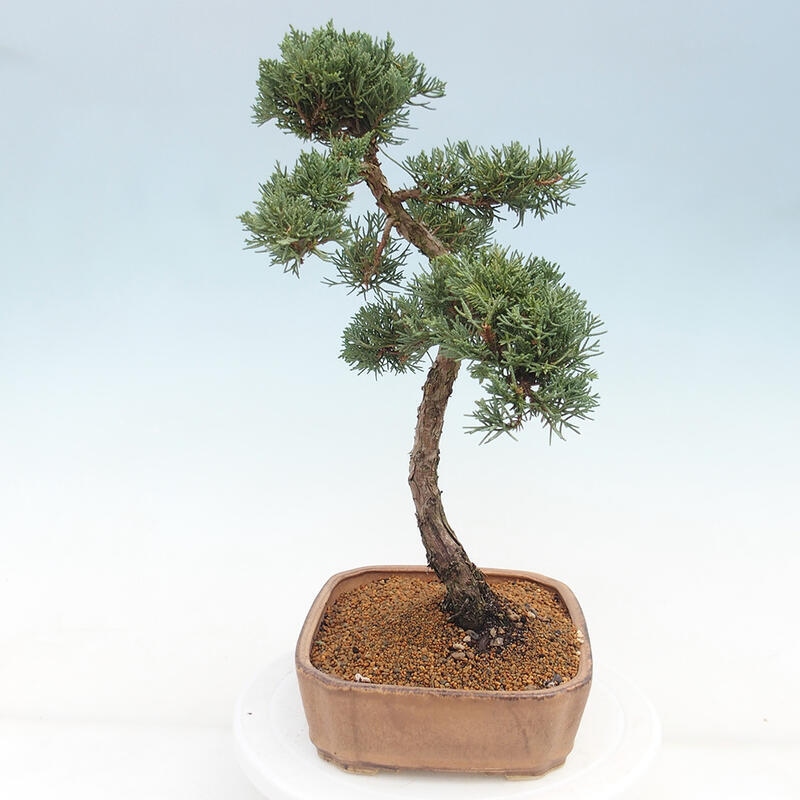 Outdoor-Bonsai - Juniperus chinensis Kishu - Chinesischer Wacholder