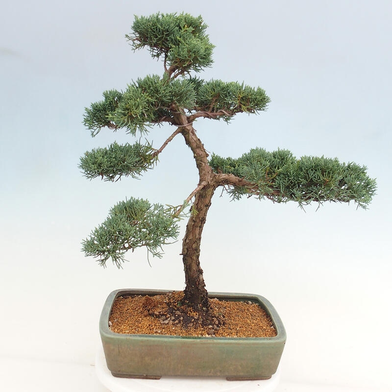 Outdoor-Bonsai - Juniperus chinensis Kishu - Chinesischer Wacholder