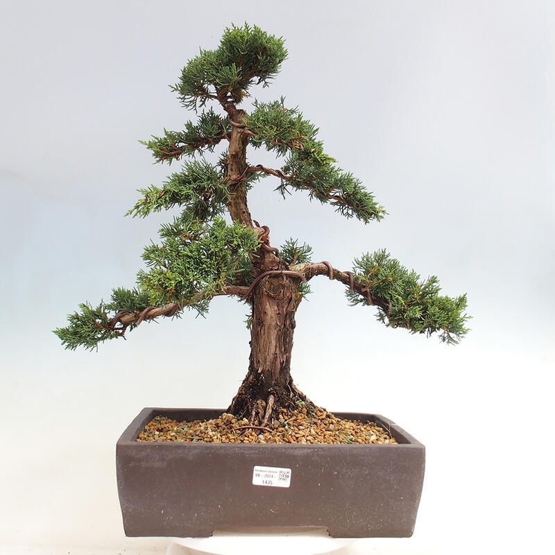 Outdoor-Bonsai - Juniperus chinensis Kishu - Chinesischer Wacholder