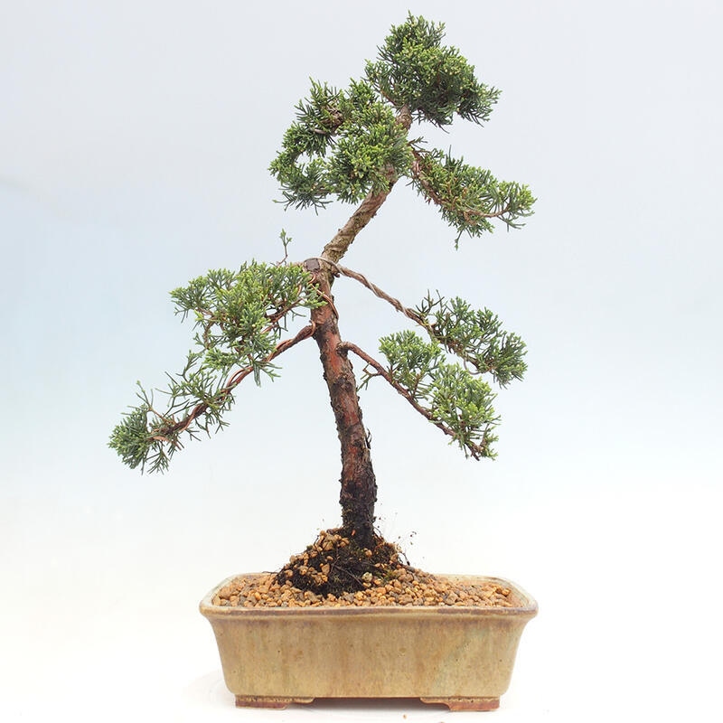 Outdoor-Bonsai - Juniperus chinensis Kishu - Chinesischer Wacholder