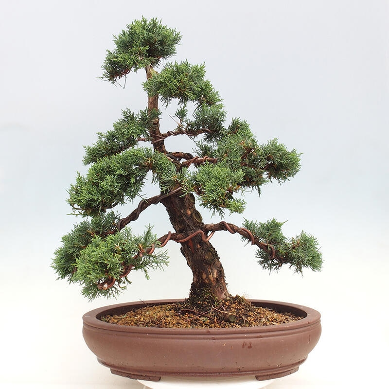 Outdoor-Bonsai - Juniperus chinensis Kishu - Chinesischer Wacholder