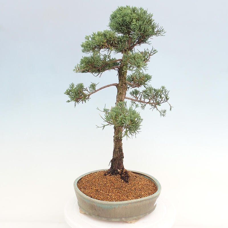 Outdoor-Bonsai - Juniperus chinensis Kishu - Chinesischer Wacholder