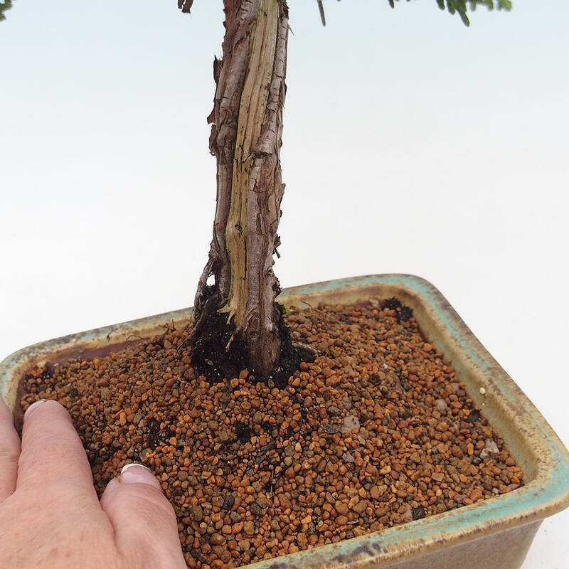 Outdoor-Bonsai - Juniperus chinensis Kishu - Chinesischer Wacholder