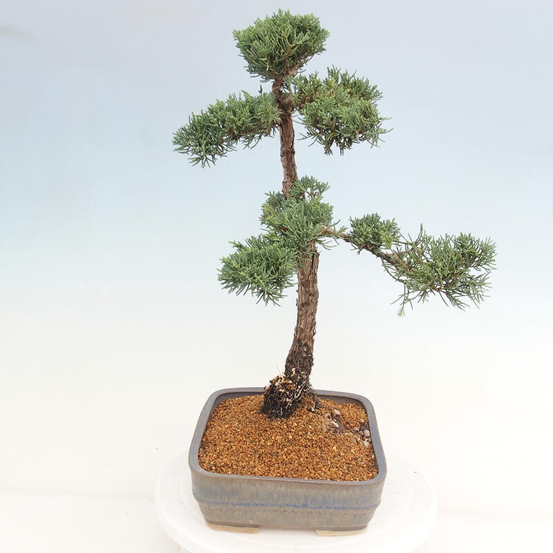 Outdoor-Bonsai - Juniperus chinensis Kishu - Chinesischer Wacholder