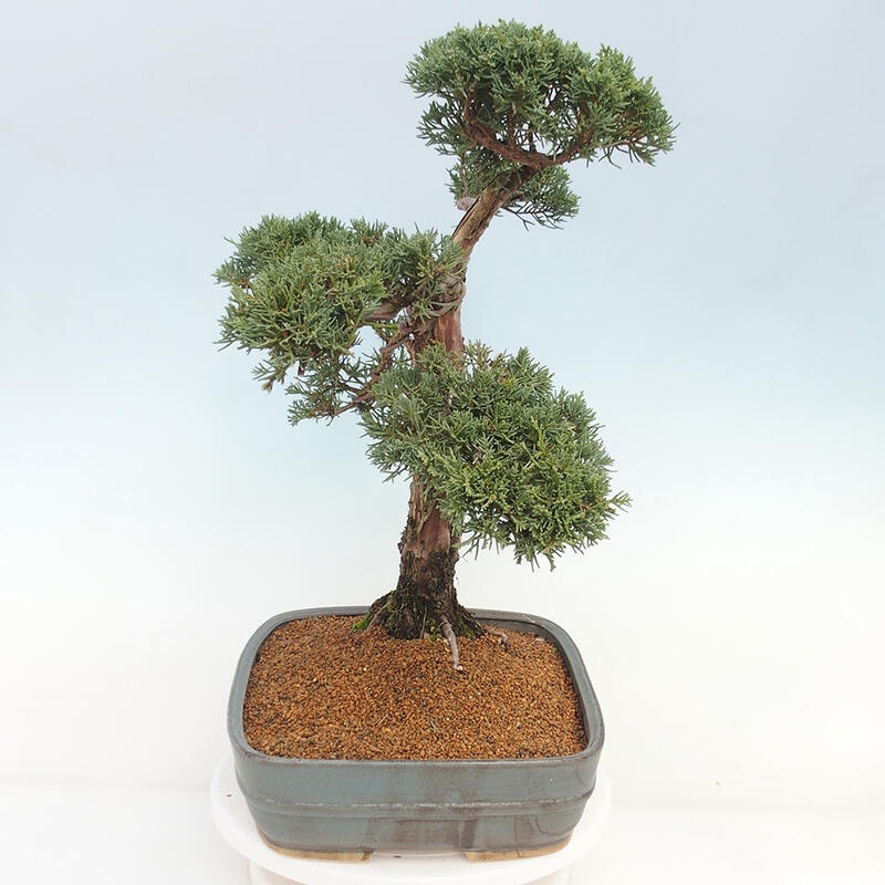 Outdoor-Bonsai - Juniperus chinensis Kishu - Chinesischer Wacholder