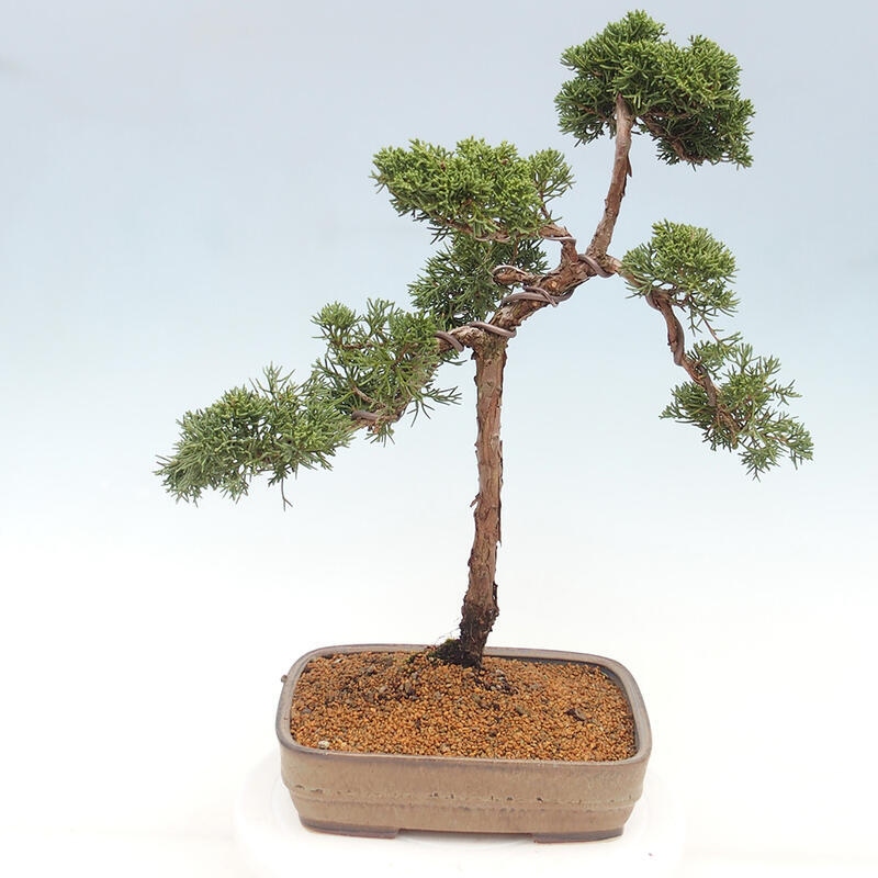 Outdoor-Bonsai - Juniperus chinensis Kishu - Chinesischer Wacholder