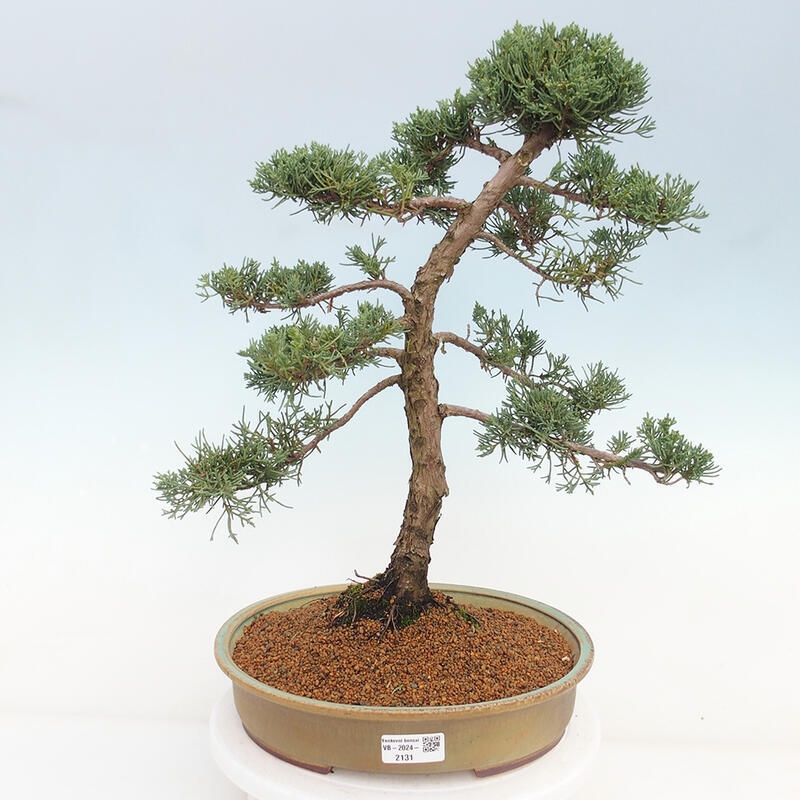 Outdoor-Bonsai - Juniperus chinensis Kishu - Chinesischer Wacholder