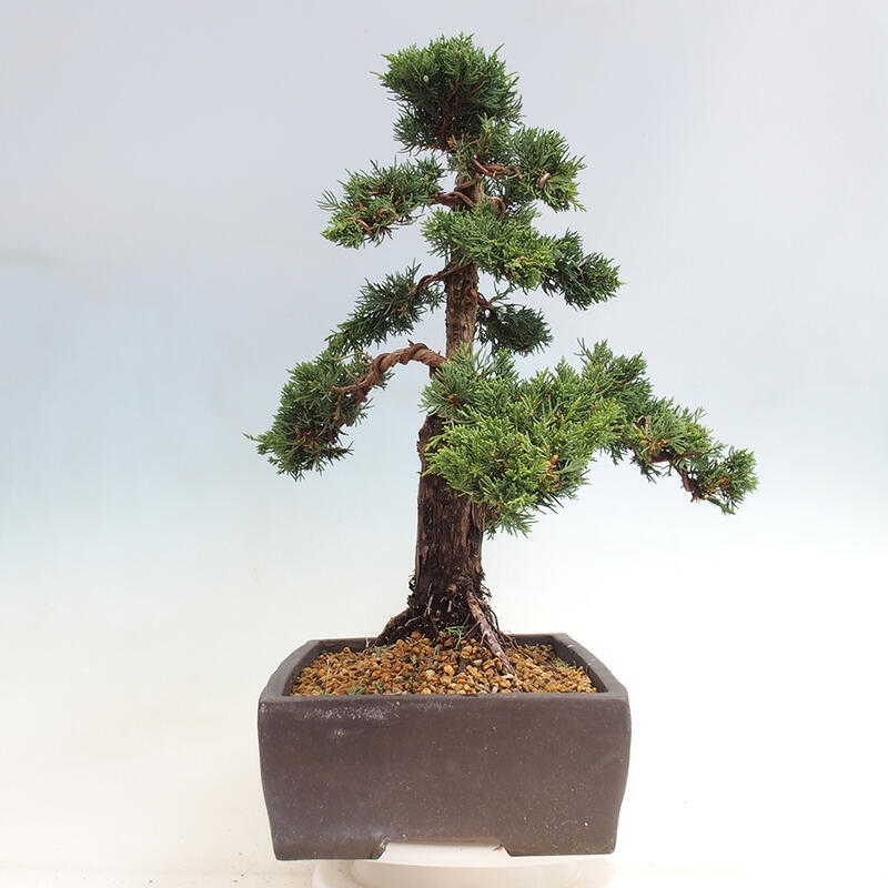 Outdoor-Bonsai - Juniperus chinensis Kishu - Chinesischer Wacholder