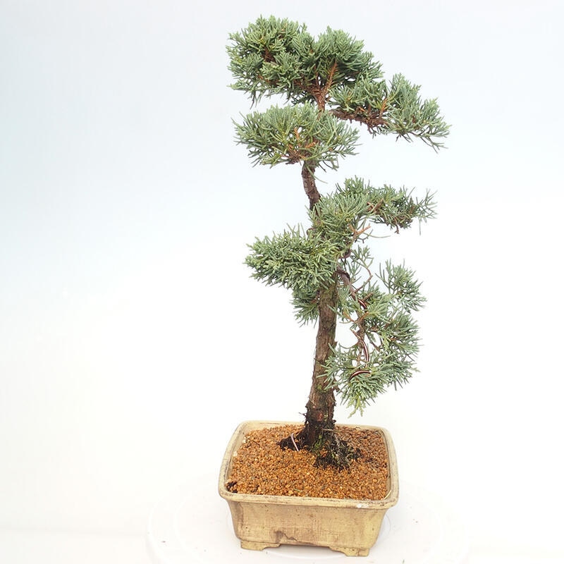 Outdoor-Bonsai - Juniperus chinensis Kishu - Chinesischer Wacholder