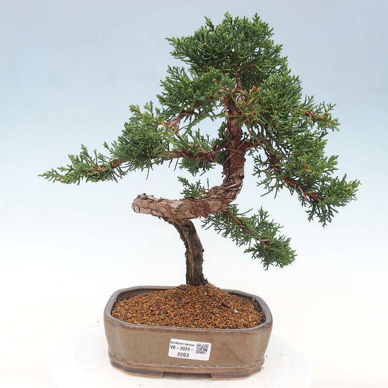 Outdoor-Bonsai - Juniperus chinensis Kishu - Chinesischer Wacholder