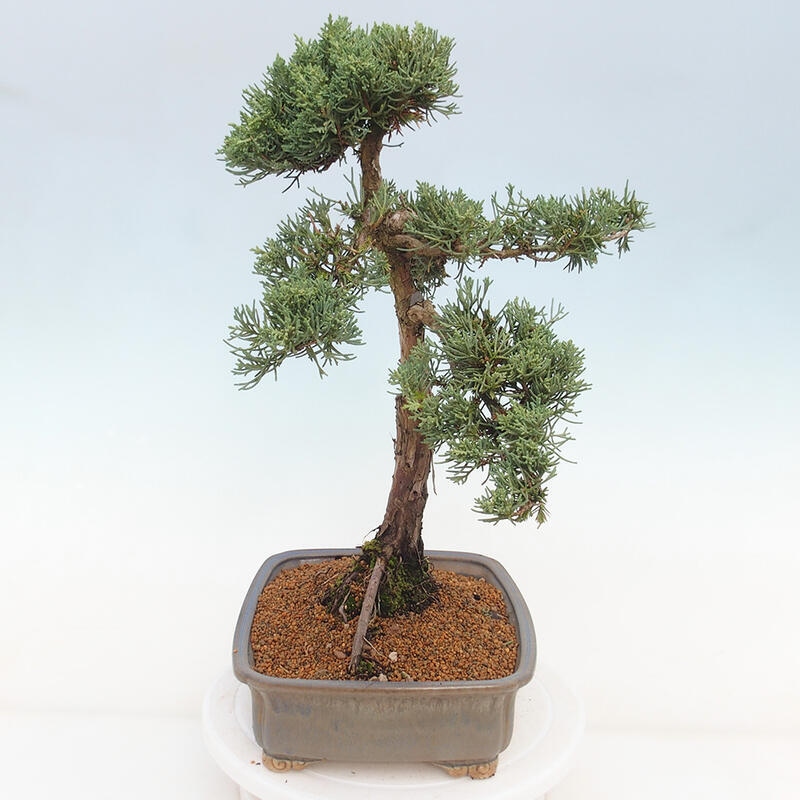 Outdoor-Bonsai - Juniperus chinensis Kishu - Chinesischer Wacholder