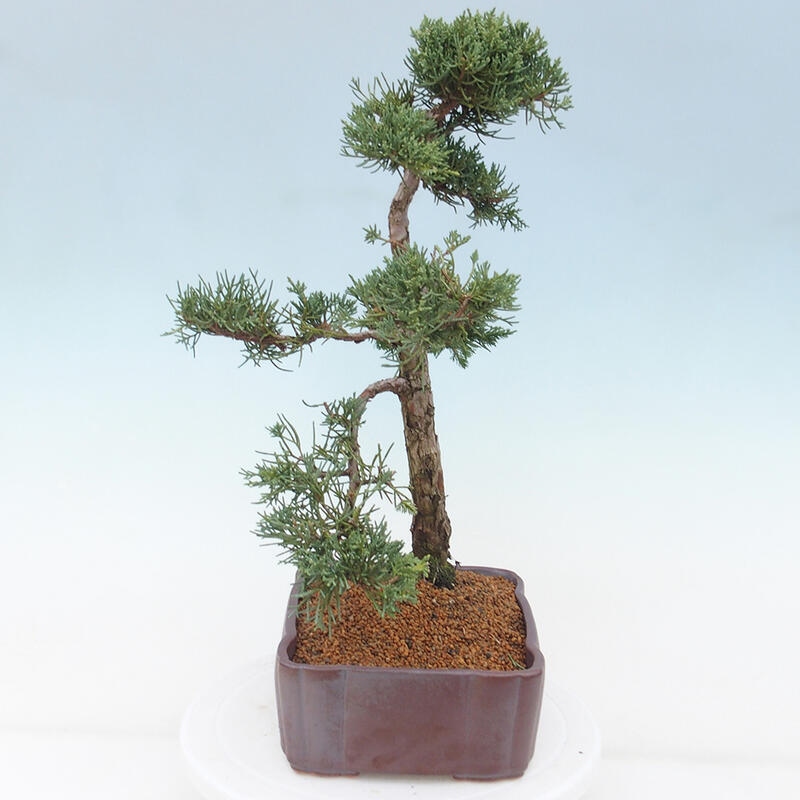 Outdoor-Bonsai - Juniperus chinensis Kishu - Chinesischer Wacholder