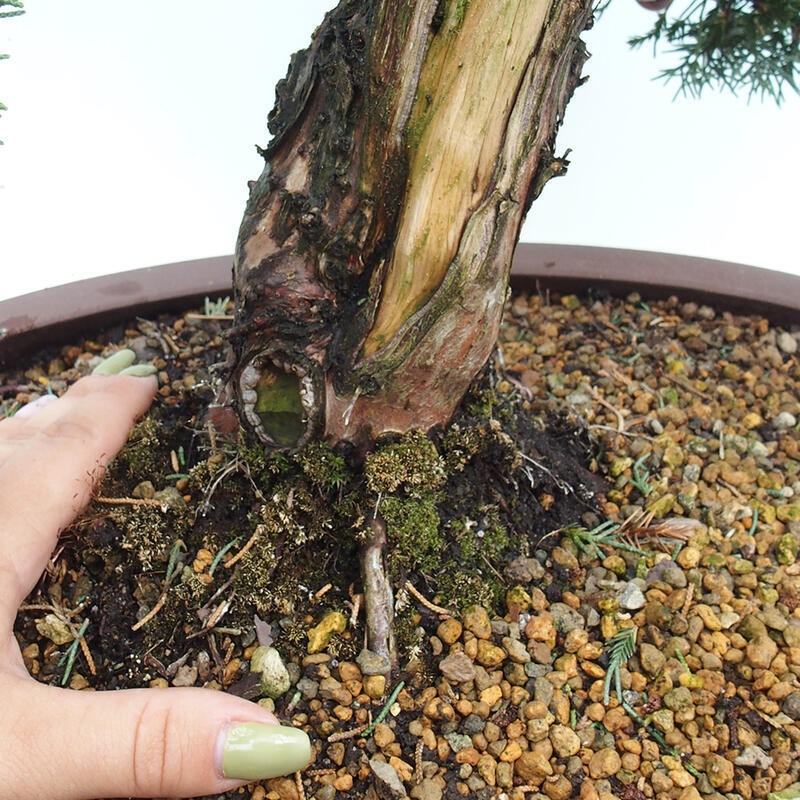 Outdoor-Bonsai - Juniperus chinensis Kishu - Chinesischer Wacholder