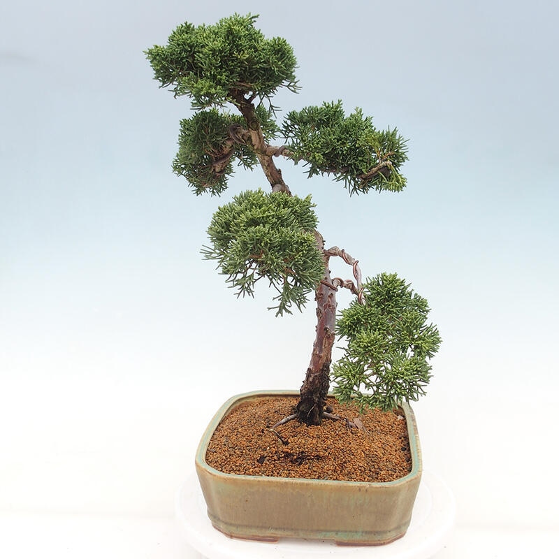 Outdoor-Bonsai - Juniperus chinensis Kishu - Chinesischer Wacholder