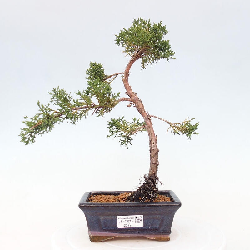 Bonsai im Freien - Juniperus chinensis Kishu - Chinesischer Wacholder