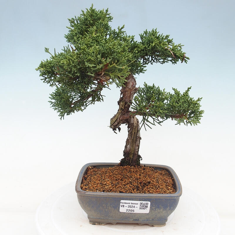 Outdoor-Bonsai - Juniperus chinensis Kishu - Chinesischer Wacholder