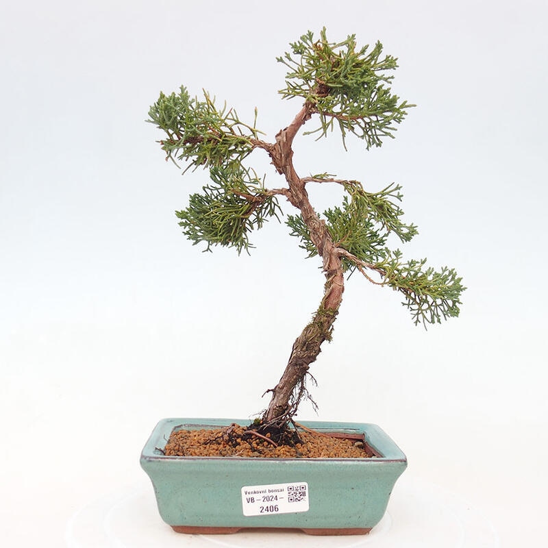 Bonsai im Freien - Juniperus chinensis Kishu - Chinesischer Wacholder