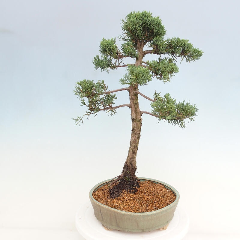 Outdoor-Bonsai - Juniperus chinensis Kishu - Chinesischer Wacholder