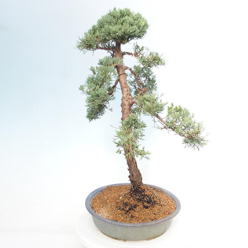 Outdoor-Bonsai - Juniperus chinensis Kishu - Chinesischer Wacholder