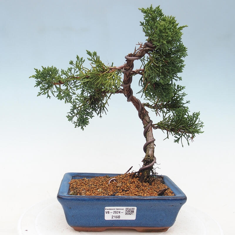 Bonsai im Freien - Juniperus chinensis Kishu - Chinesischer Wacholder