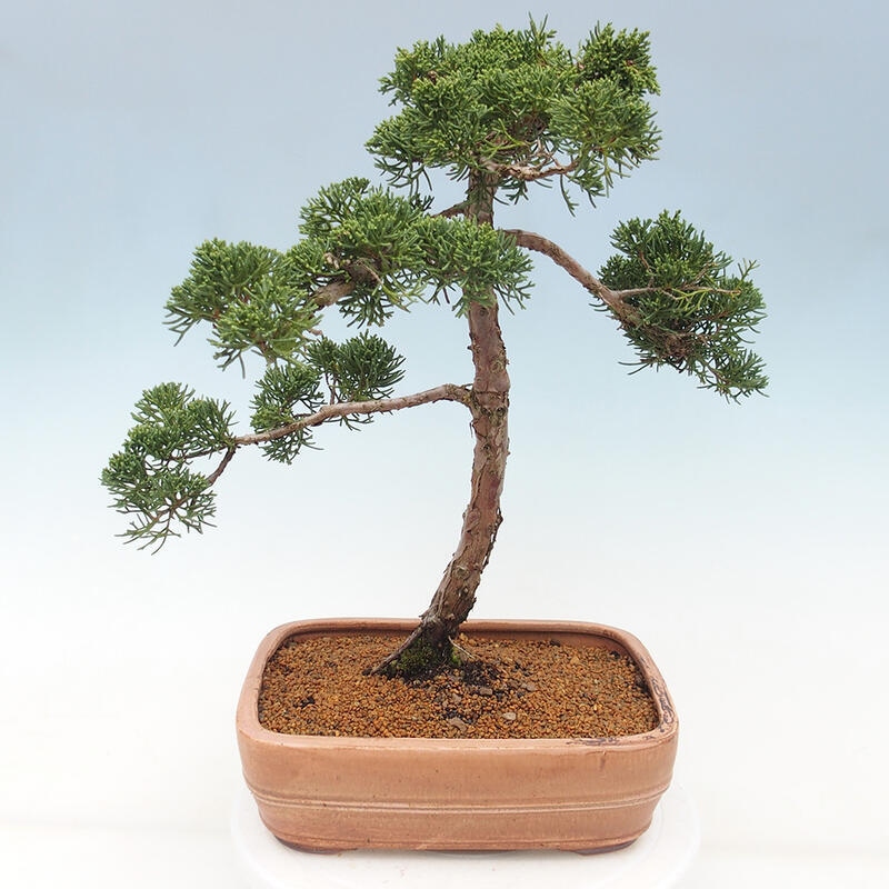 Outdoor-Bonsai - Juniperus chinensis Kishu - Chinesischer Wacholder