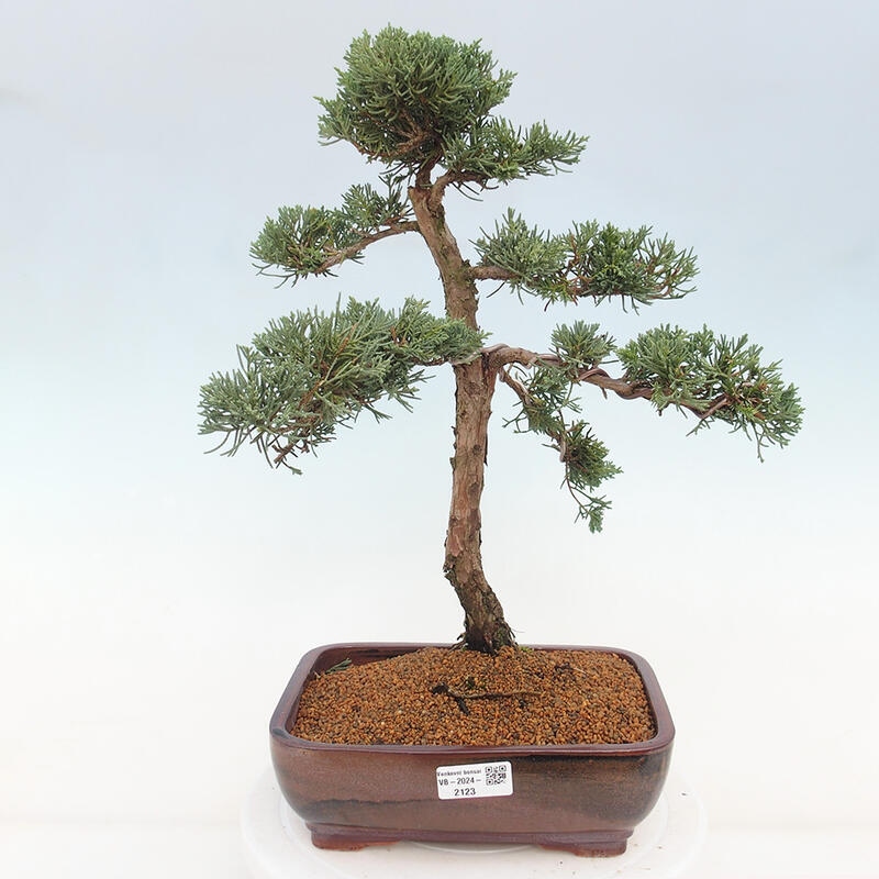 Outdoor-Bonsai - Juniperus chinensis Kishu - Chinesischer Wacholder