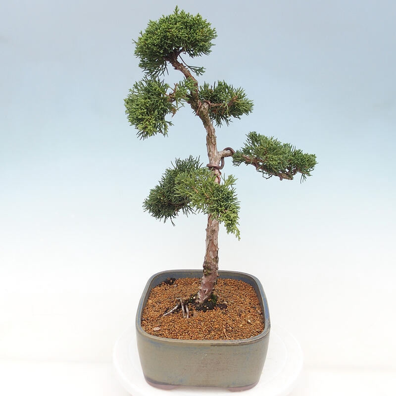 Outdoor-Bonsai - Juniperus chinensis Kishu - Chinesischer Wacholder